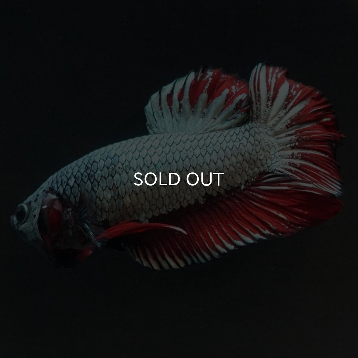 画像6: HMPK　レッドカッパー (6)