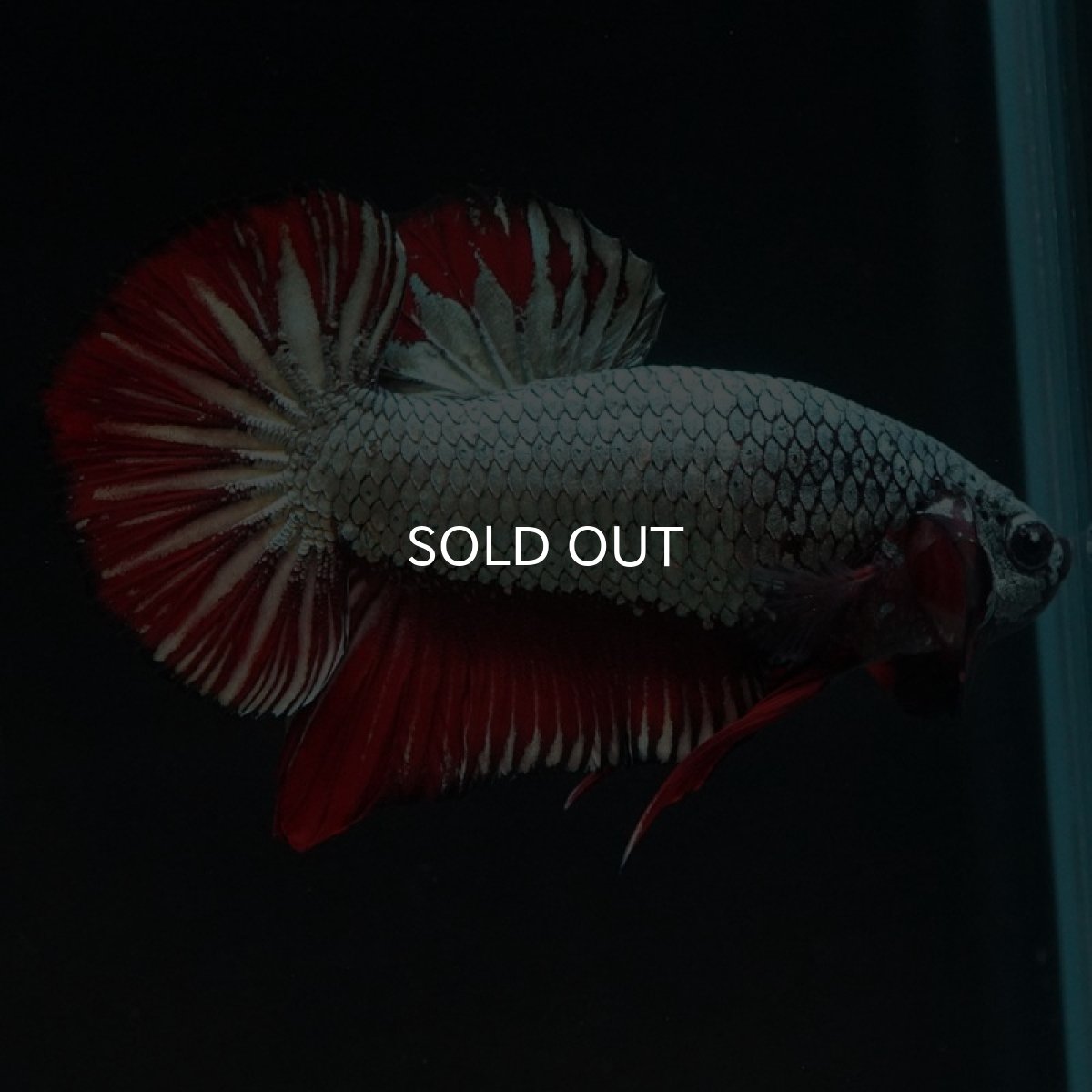 画像3: HMPK　レッドカッパー (3)