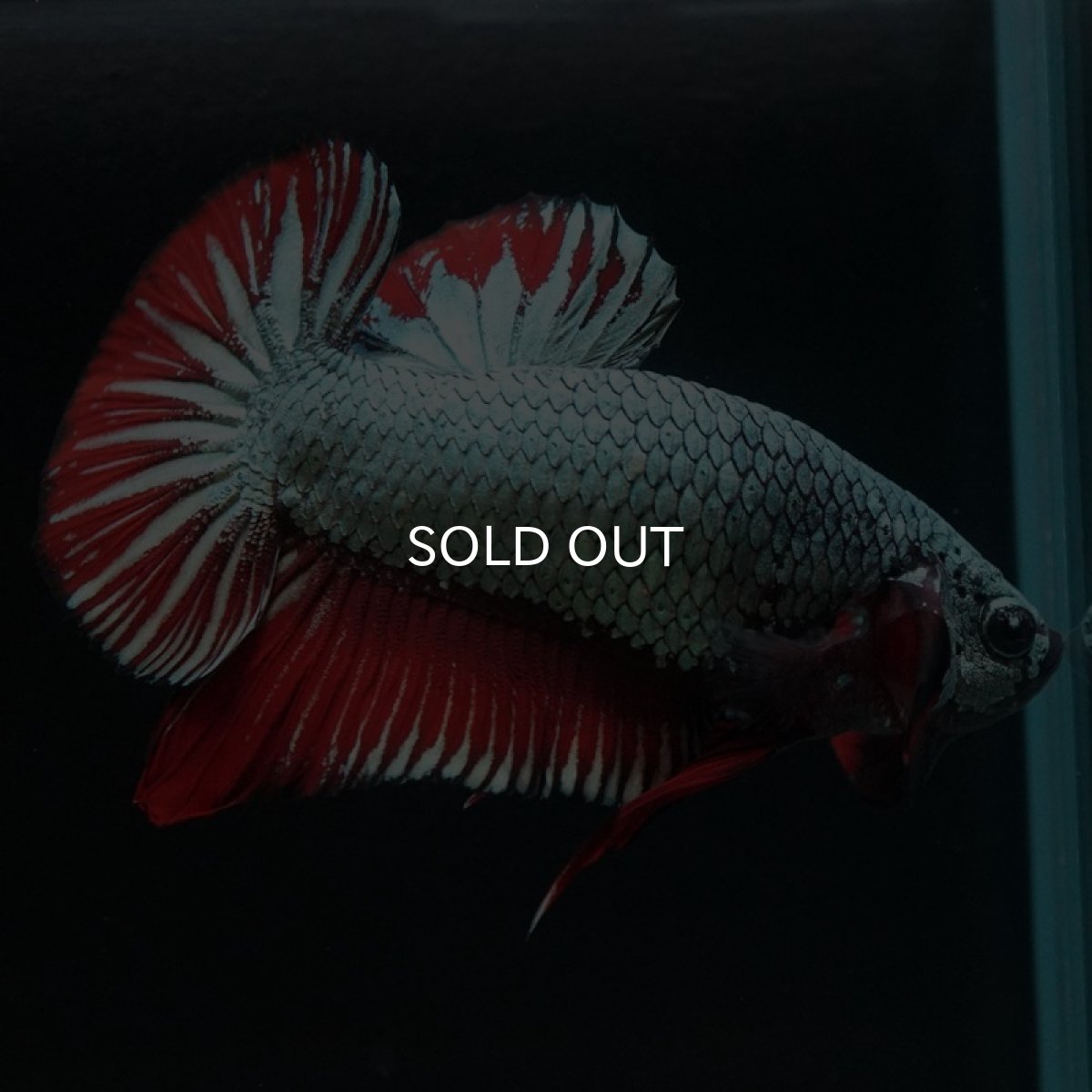 画像7: HMPK　レッドカッパー (7)