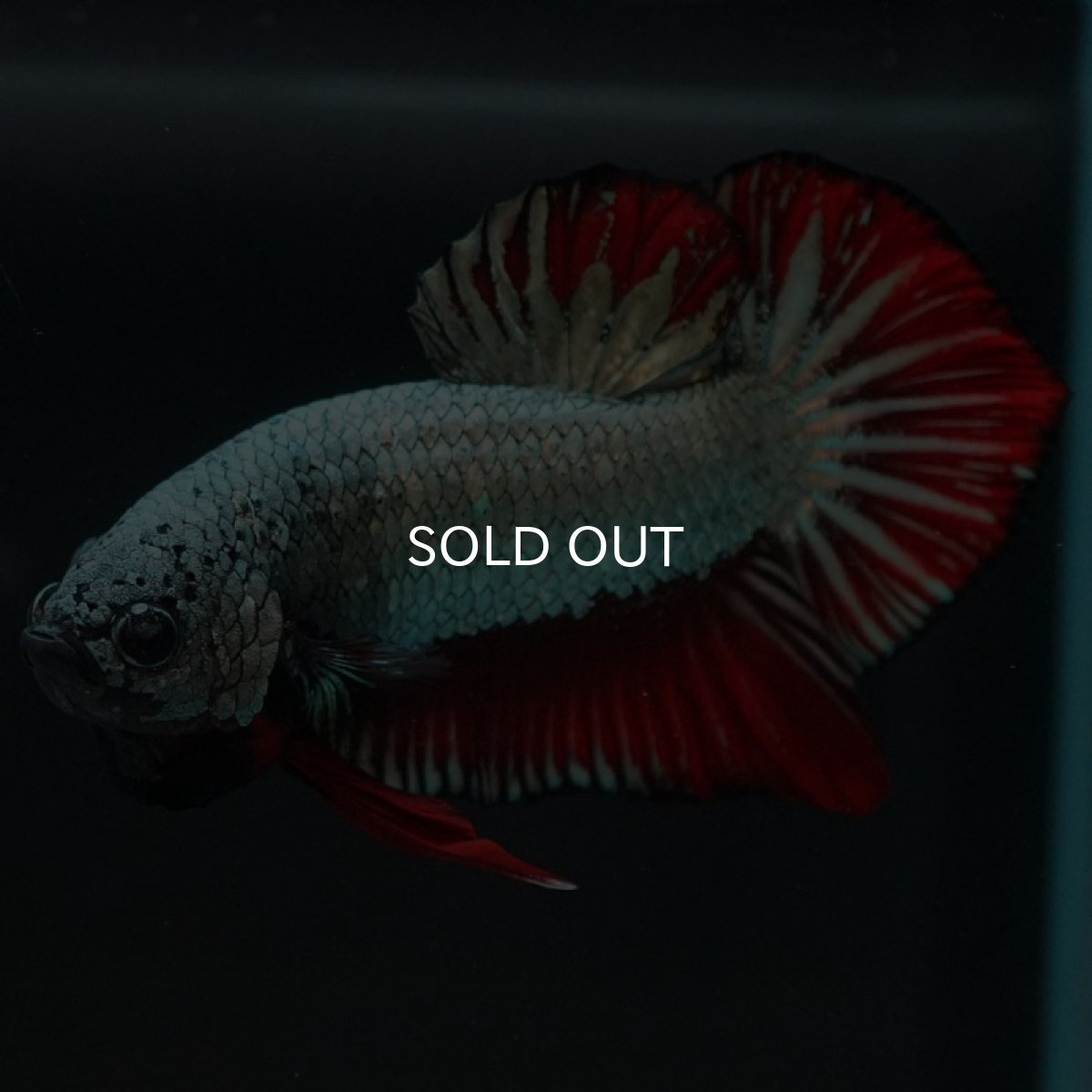 画像4: HMPK　レッドカッパー (4)