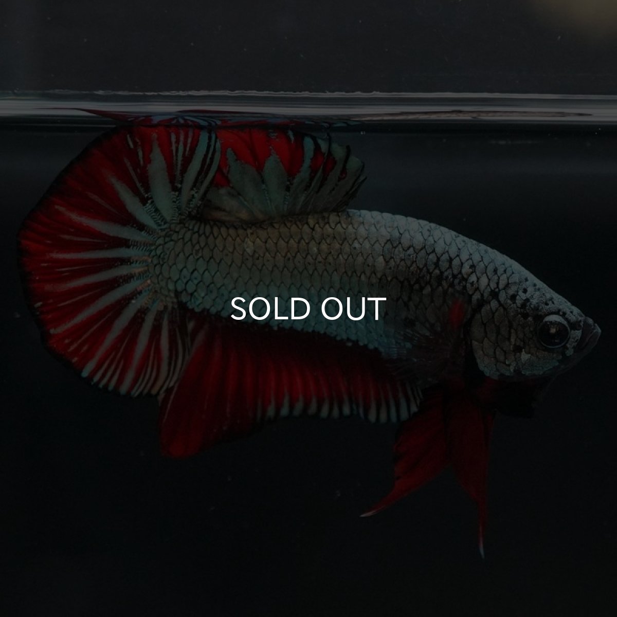 画像5: HMPK　レッドカッパー (5)