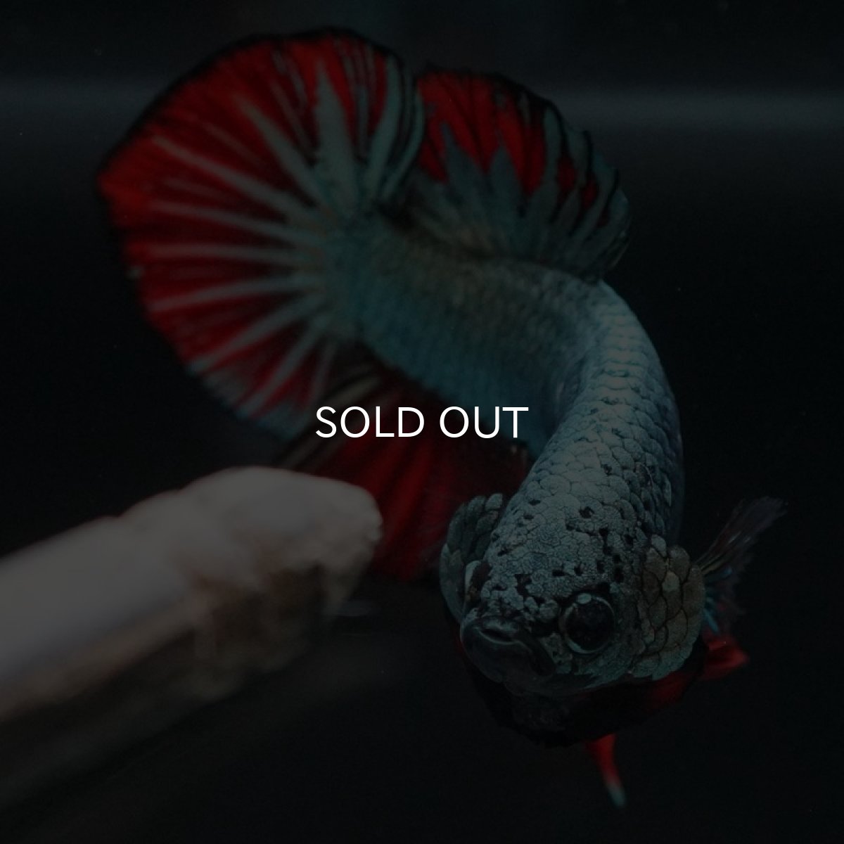 画像2: HMPK　レッドカッパー (2)