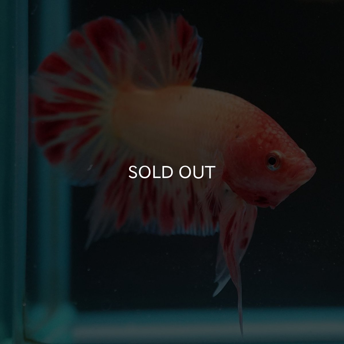 画像4: HMPK　アルマゲドン (4)