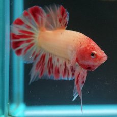 画像4: HMPK　アルマゲドン (4)