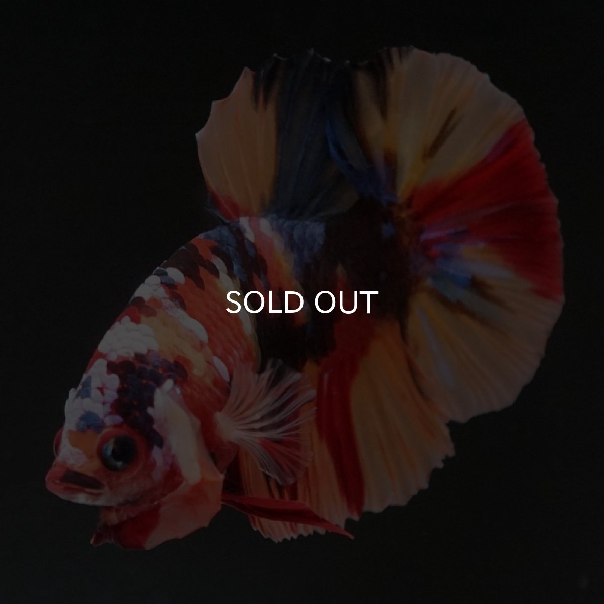 画像9: HMPK　キャンディ (9)