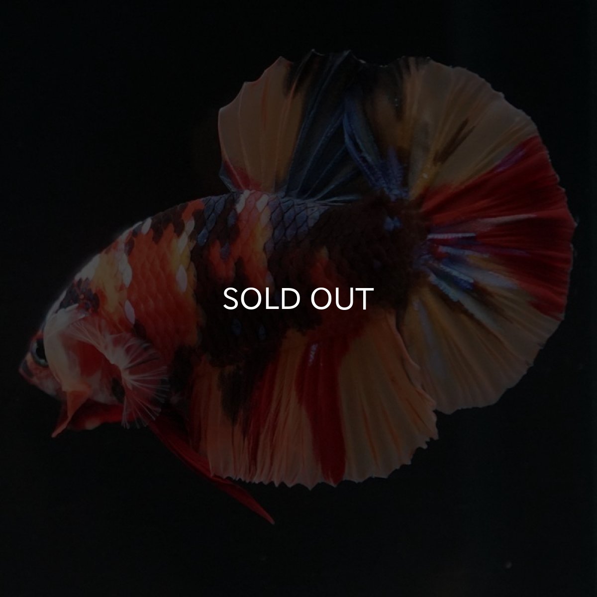 画像8: HMPK　キャンディ (8)