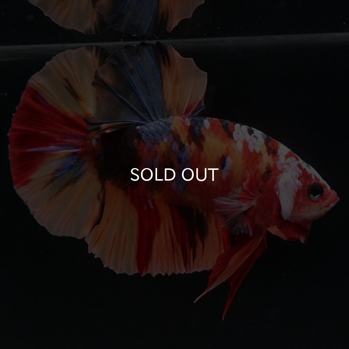 画像7: HMPK　キャンディ (7)