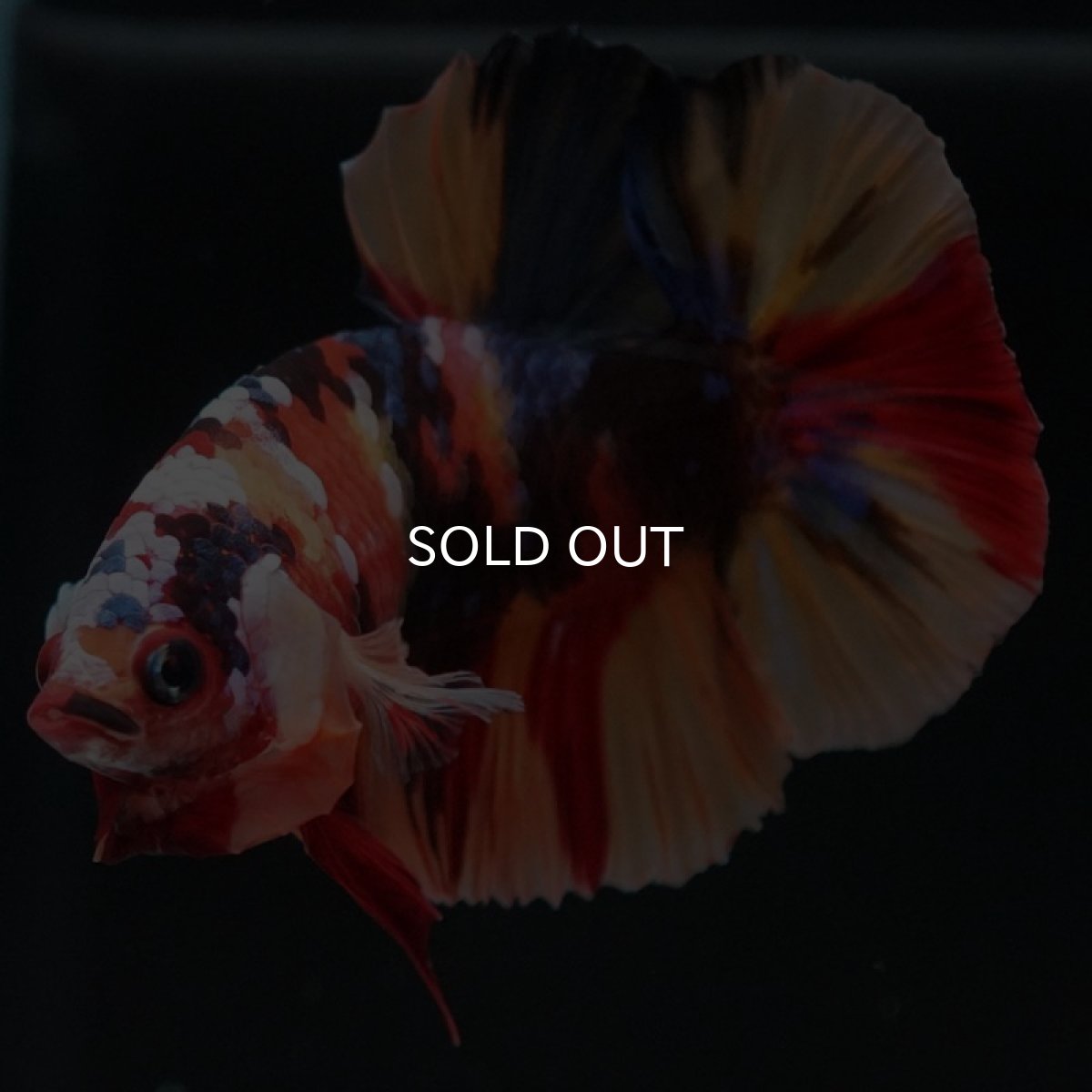 画像6: HMPK　キャンディ (6)