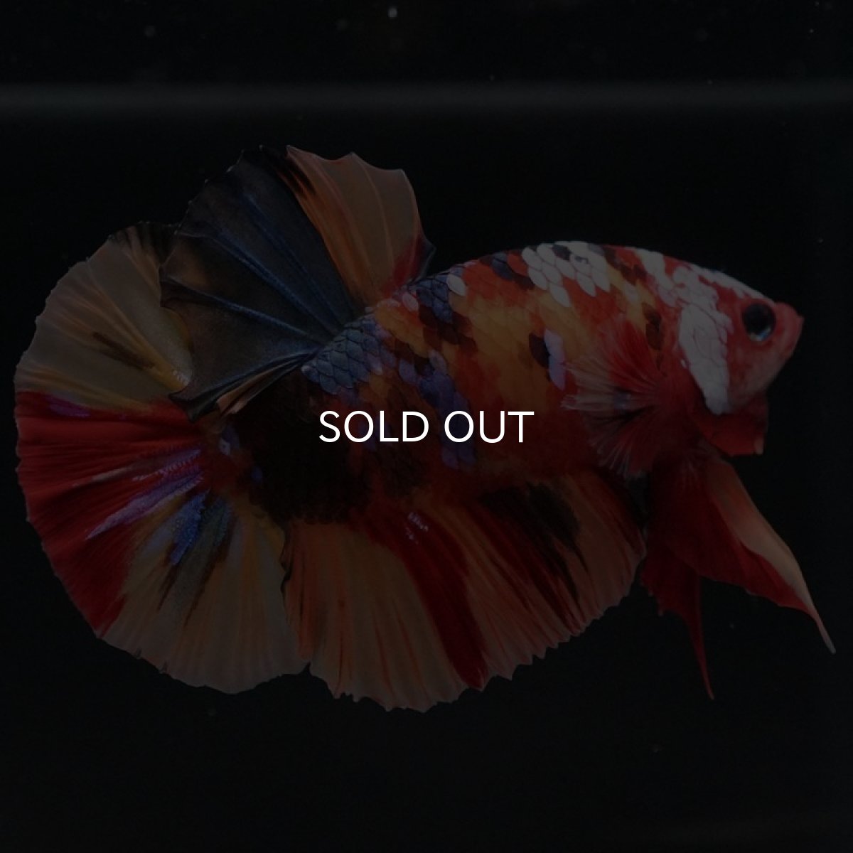 画像5: HMPK　キャンディ (5)