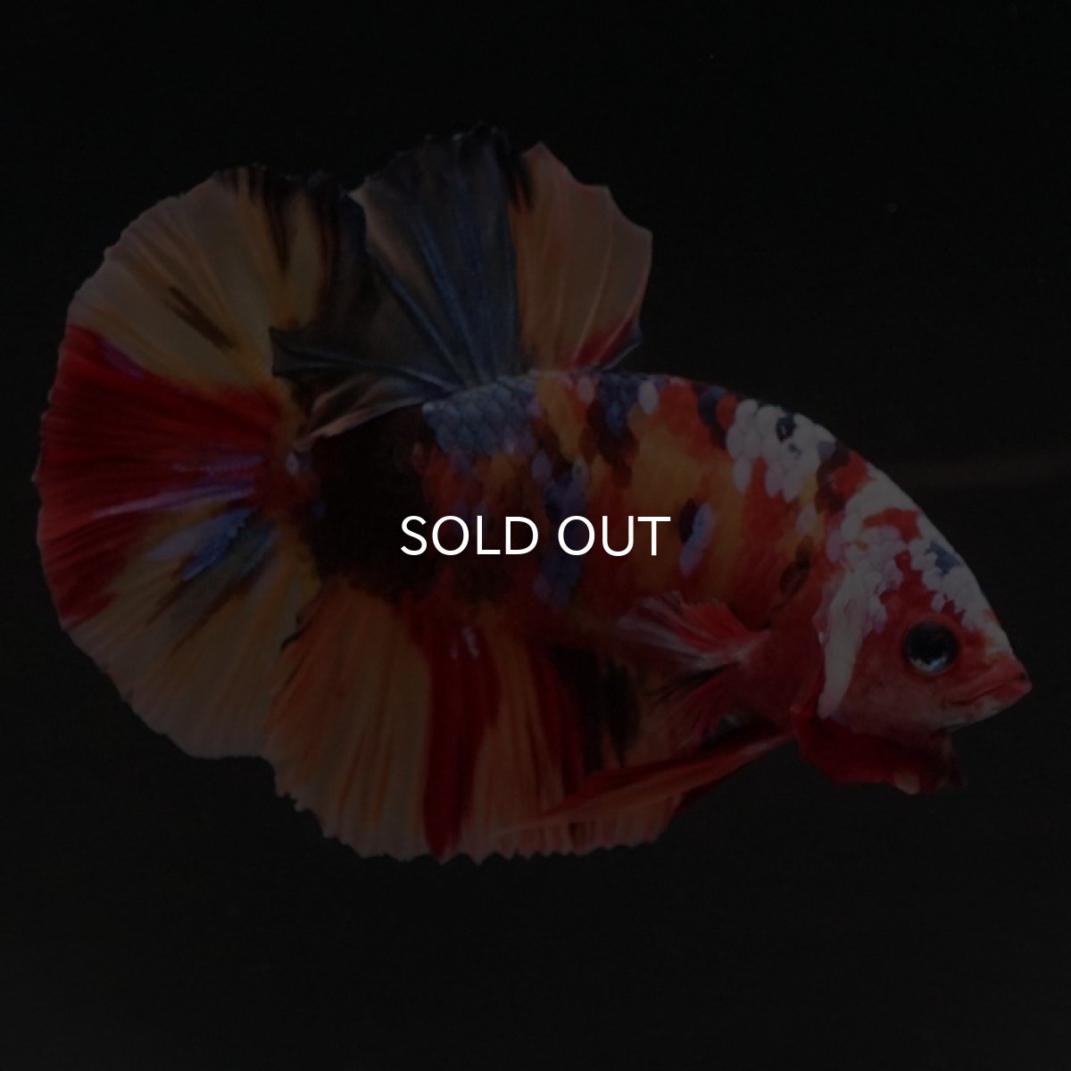 画像4: HMPK　キャンディ (4)