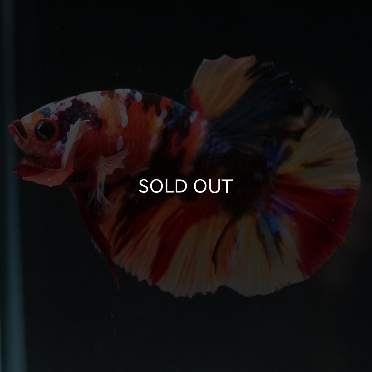 画像3: HMPK　キャンディ (3)