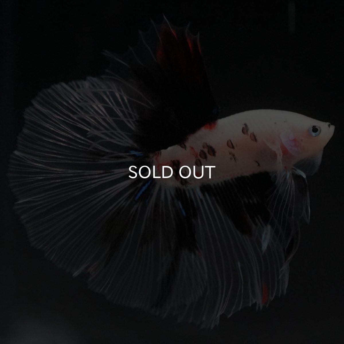 画像2: HM　鯉　クリアフィン (2)