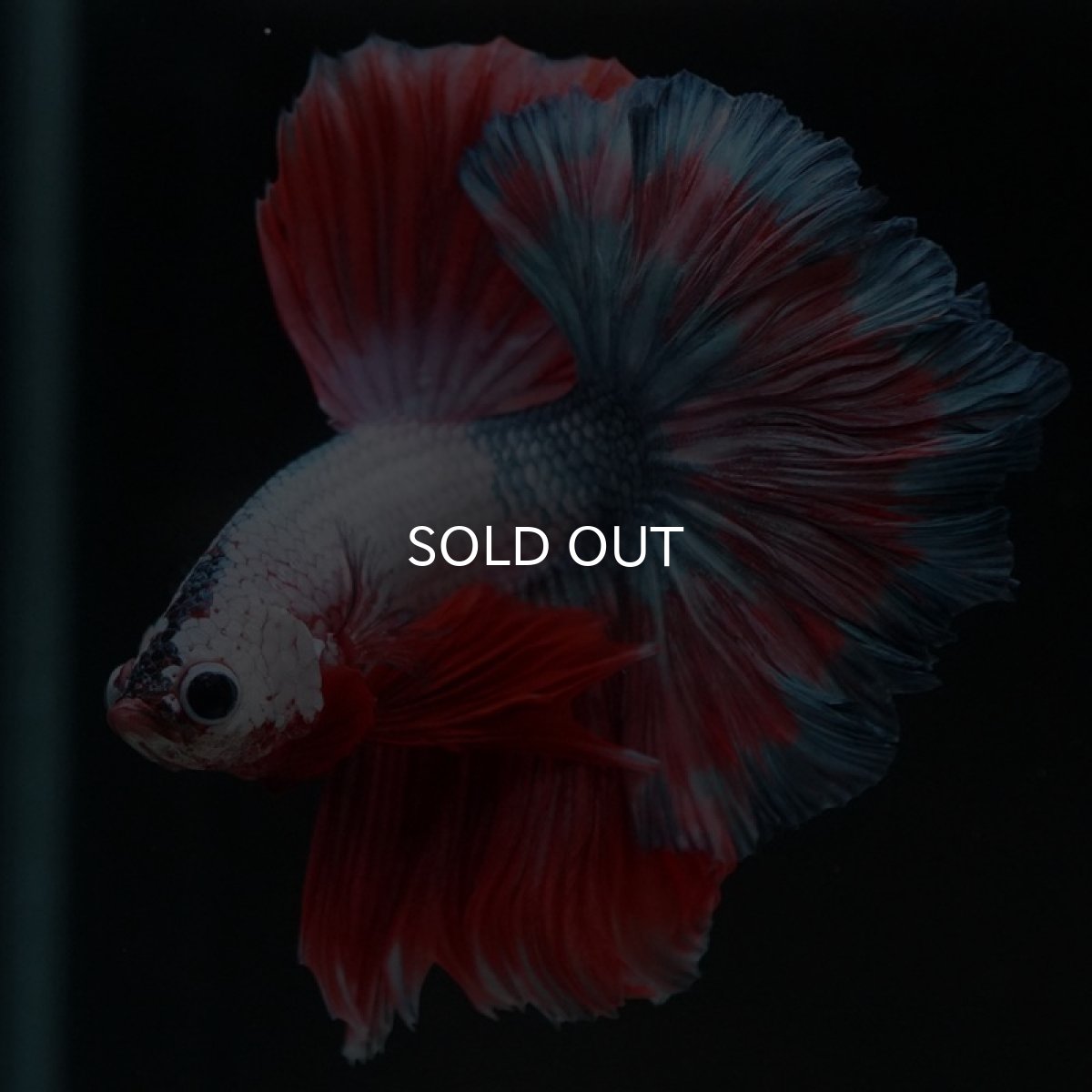 画像3: HM　ホワイトファンシー　ローズテール (3)