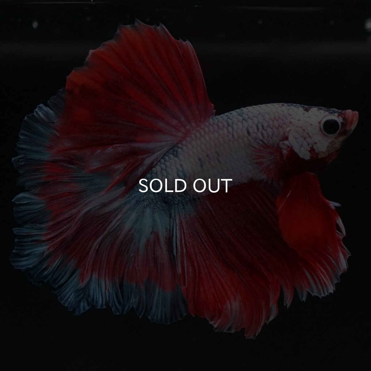 画像2: HM　ホワイトファンシー　ローズテール (2)