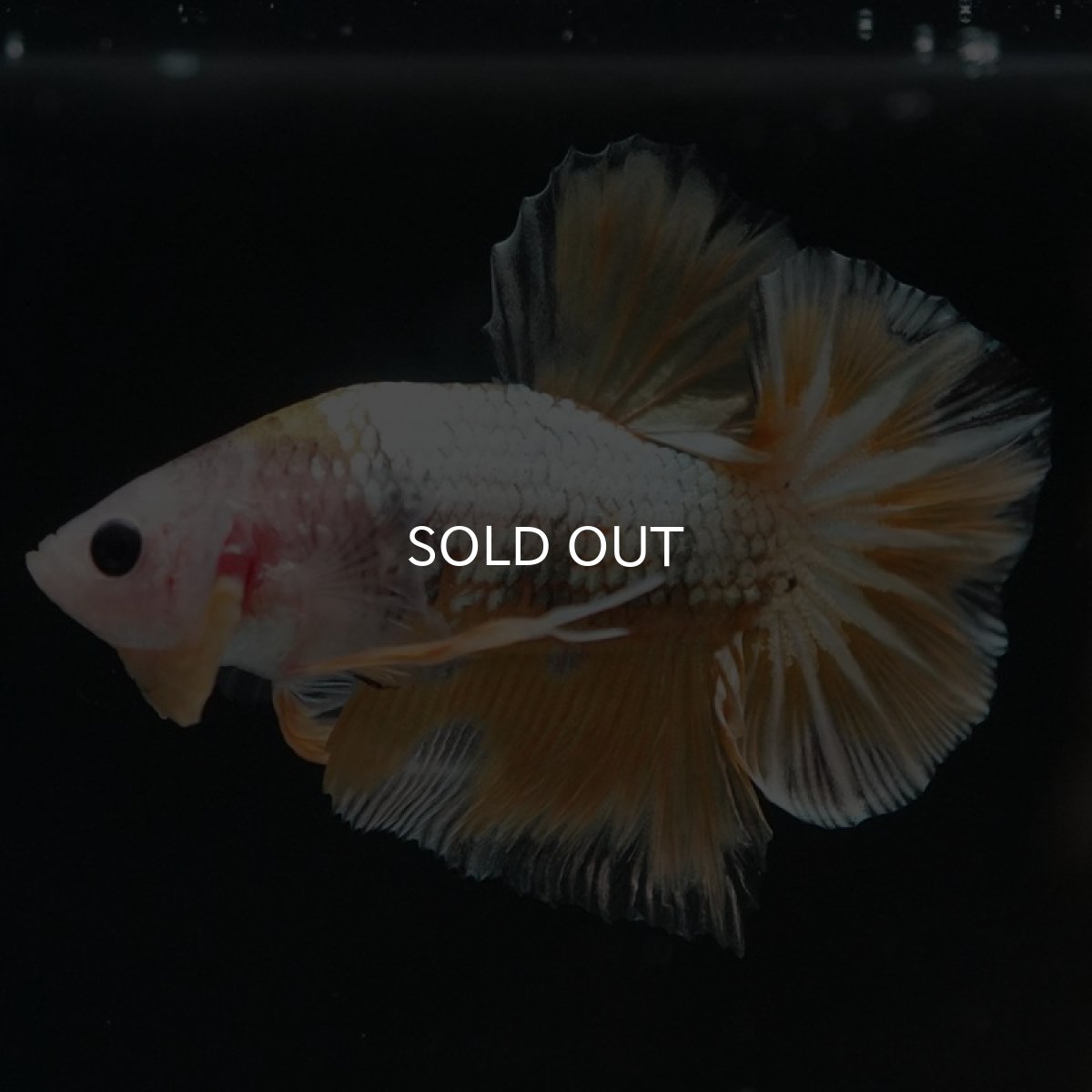 画像2: HMPK　イエローカッパー (2)