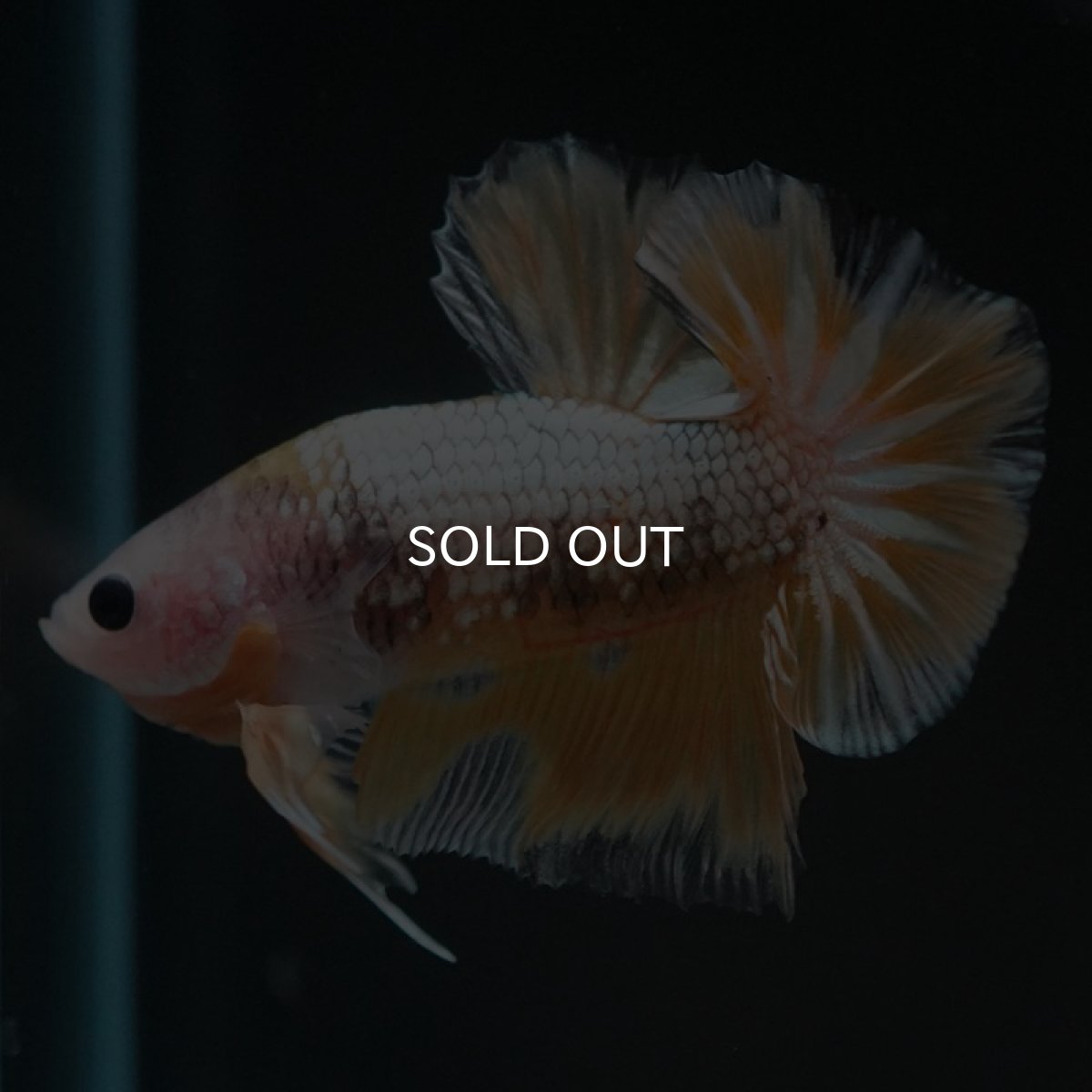 画像6: HMPK　イエローカッパー (6)