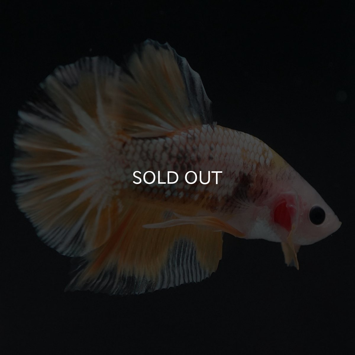 画像4: HMPK　イエローカッパー (4)