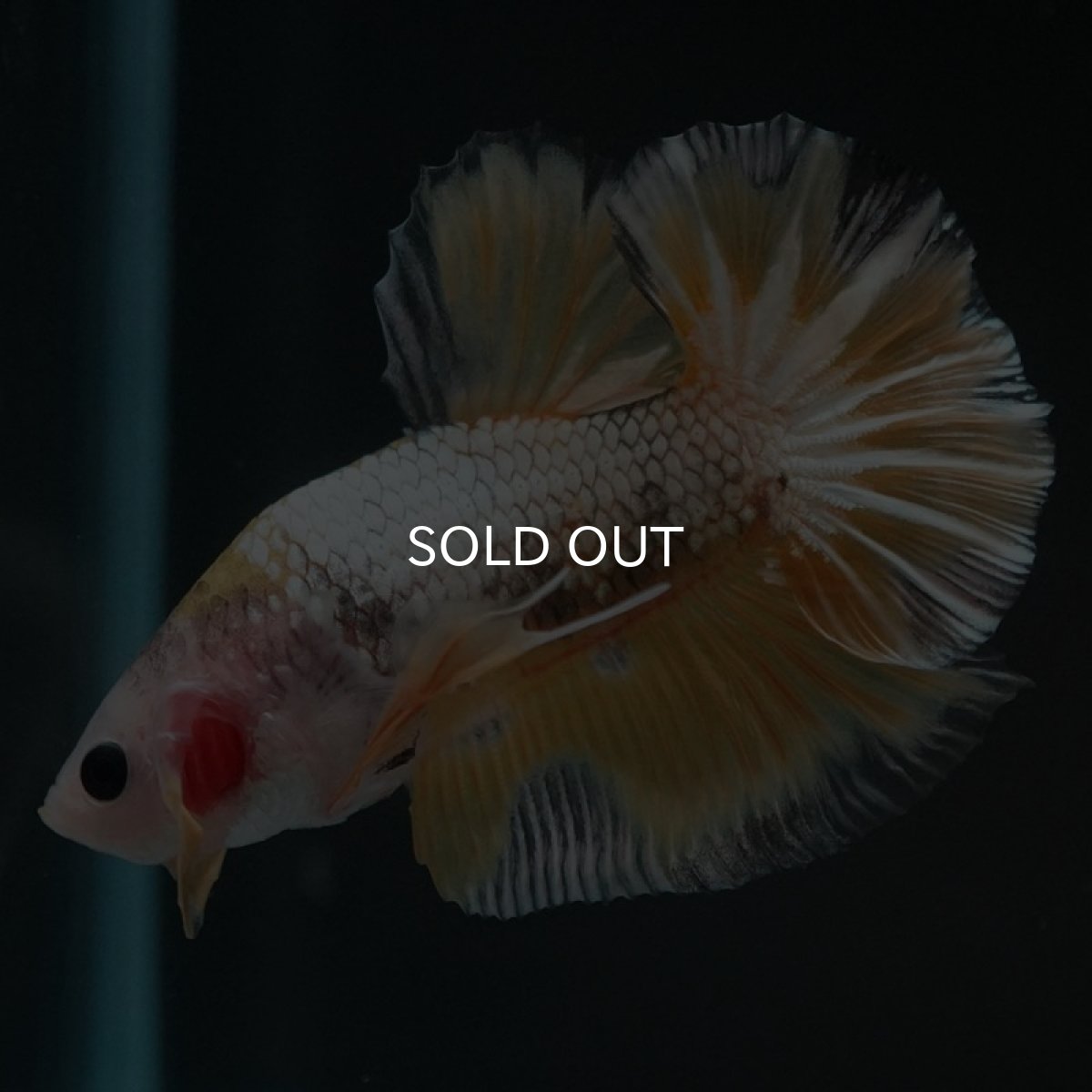 画像3: HMPK　イエローカッパー (3)