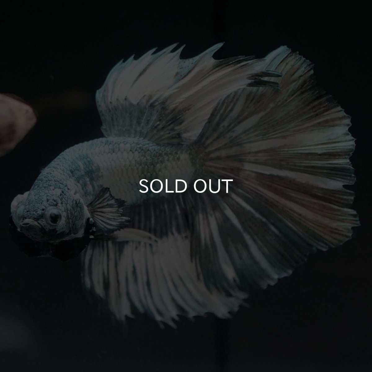 画像6: HM　ホワイトカッパー (6)