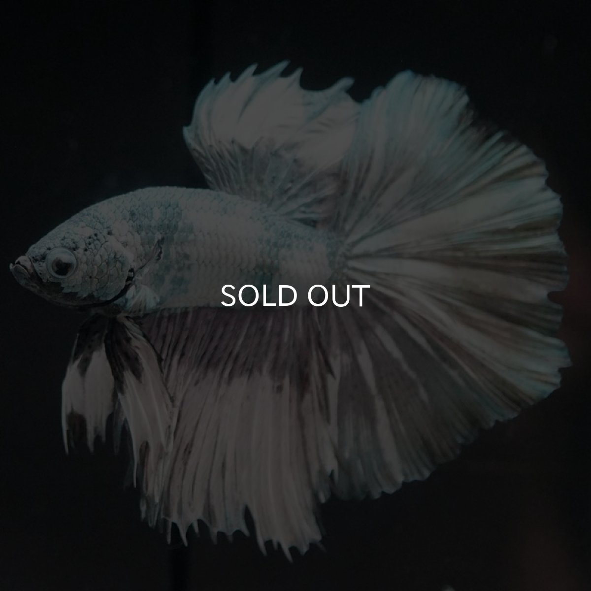 画像2: HM　ホワイトカッパー (2)