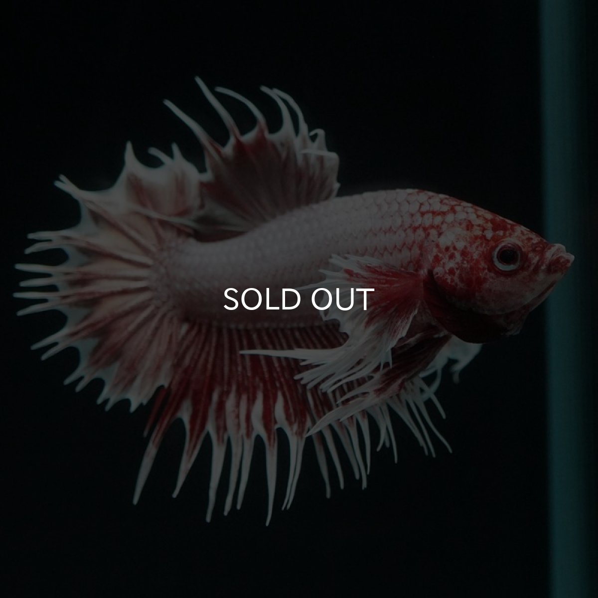 画像10: CTPKダンボ ファンシーレッド (10)