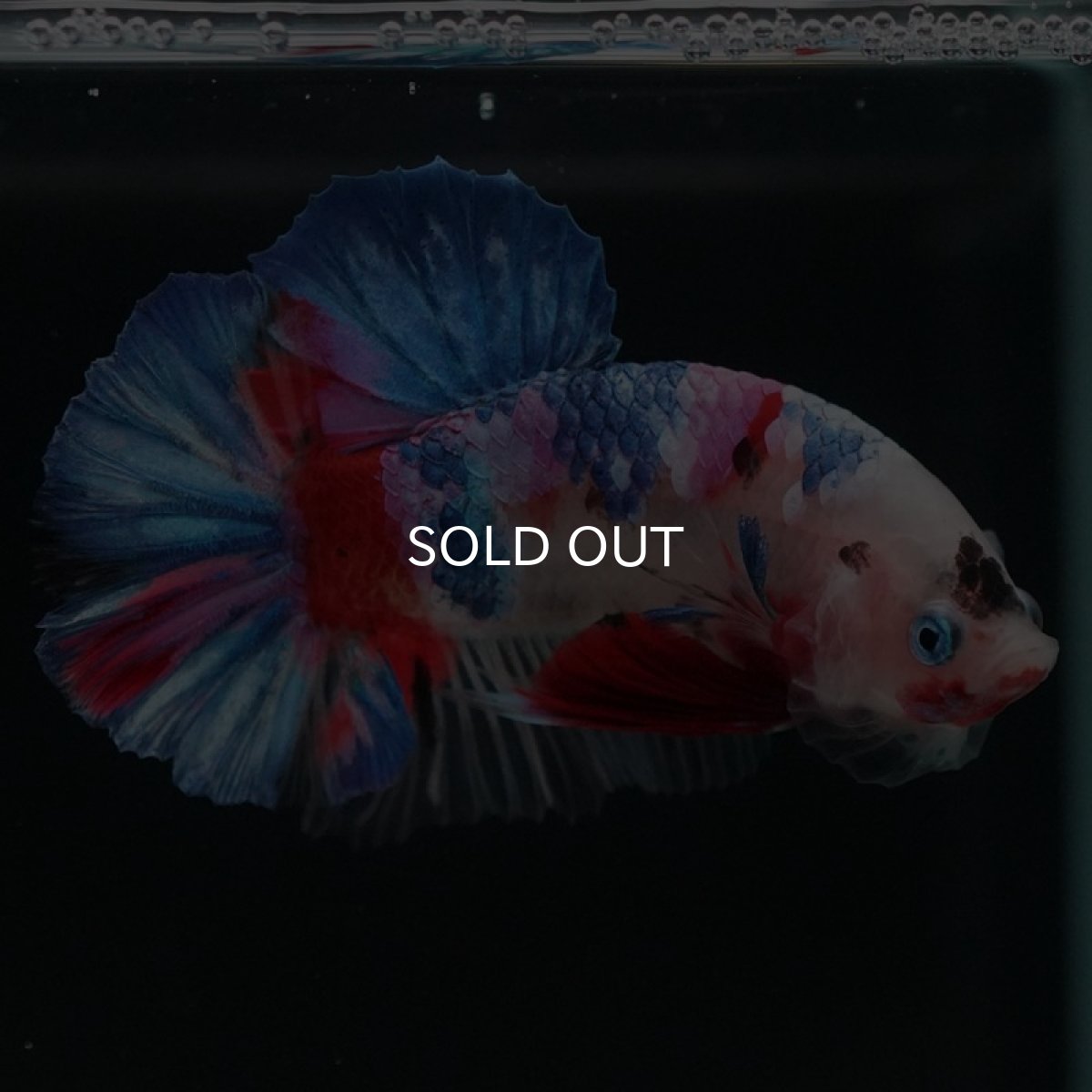 画像9: HMPK　ファンシー (9)