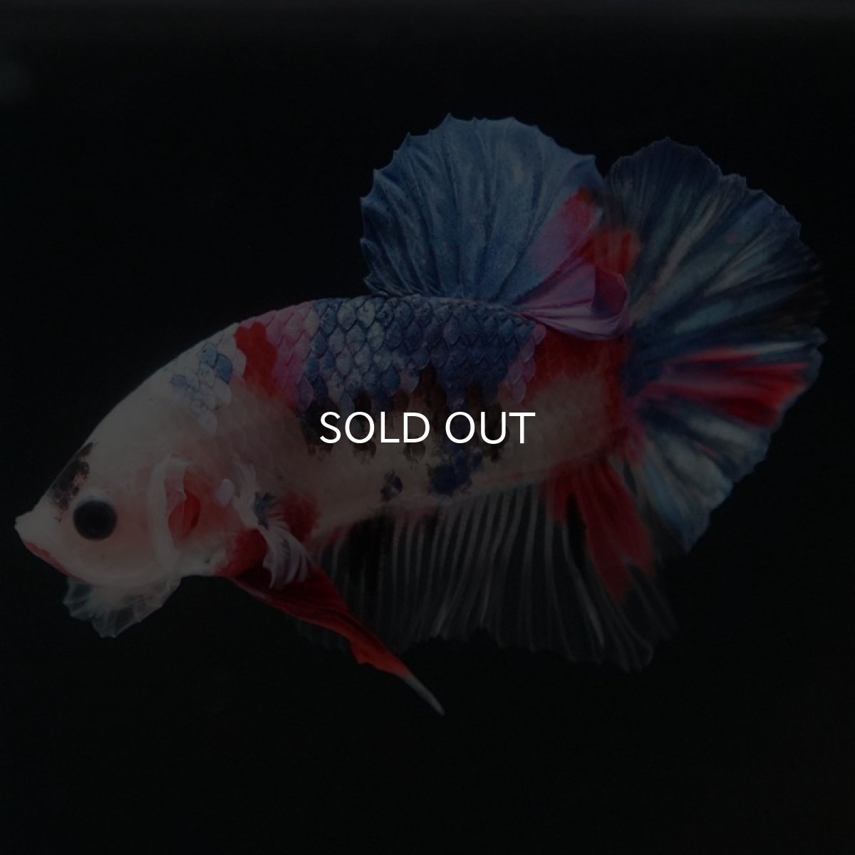 画像4: HMPK　ファンシー (4)