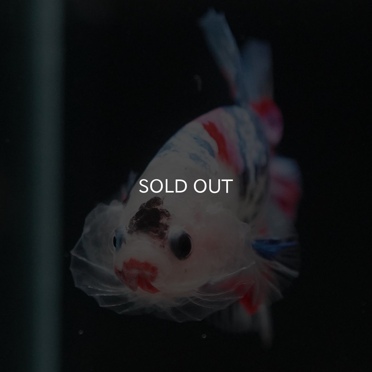 画像7: HMPK　ファンシー (7)