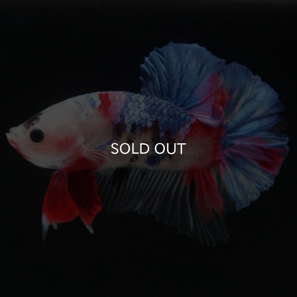 画像2: HMPK　ファンシー (2)