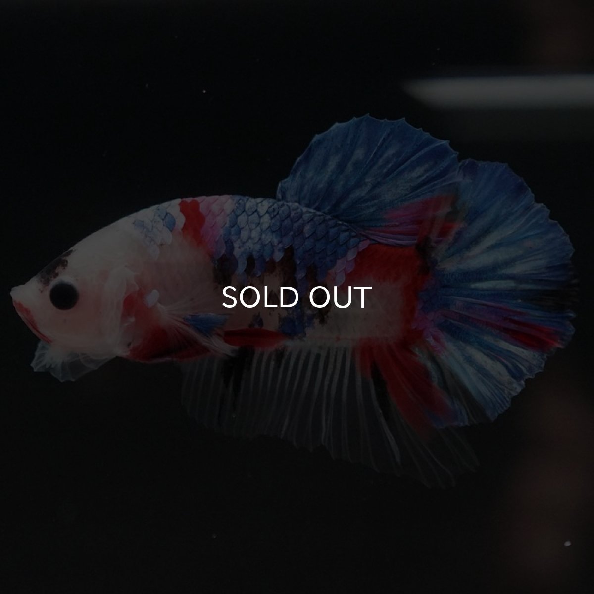 画像8: HMPK　ファンシー (8)