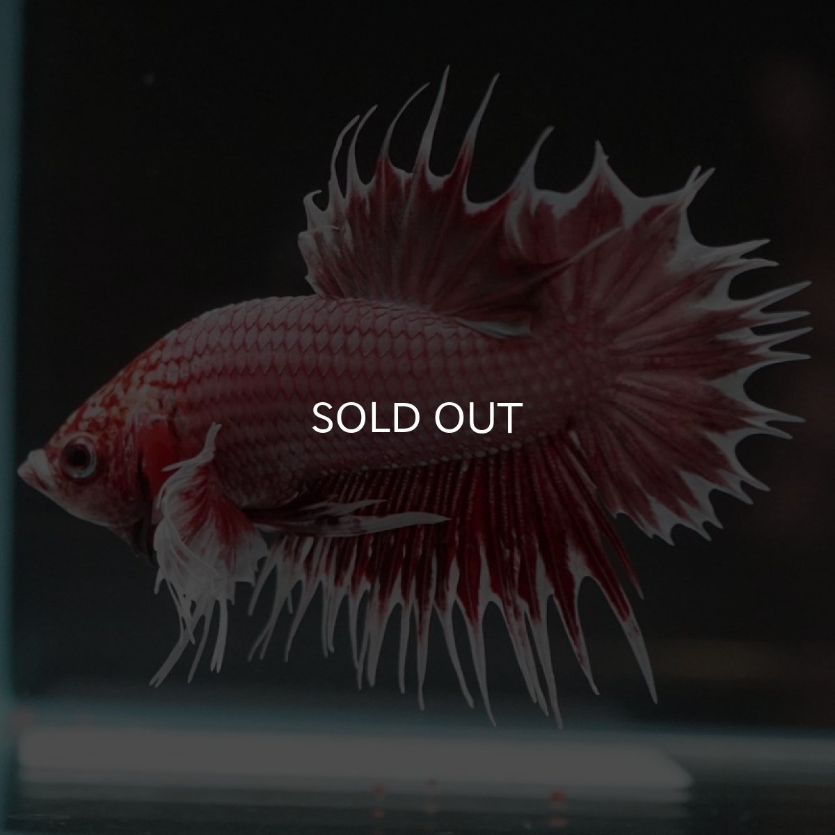 画像6: CTPKダンボ ファンシーレッド (6)