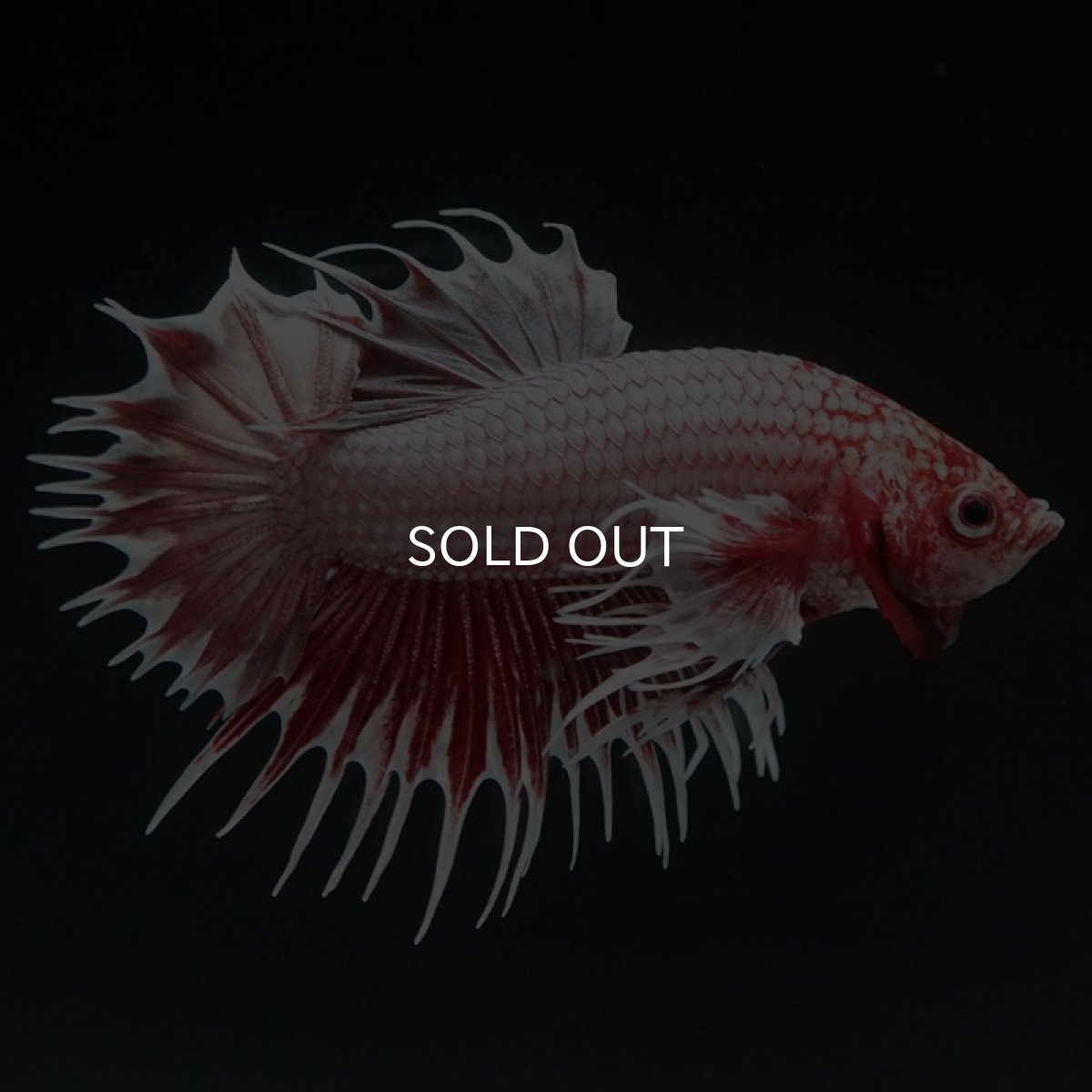 画像3: CTPKダンボ ファンシーレッド (3)