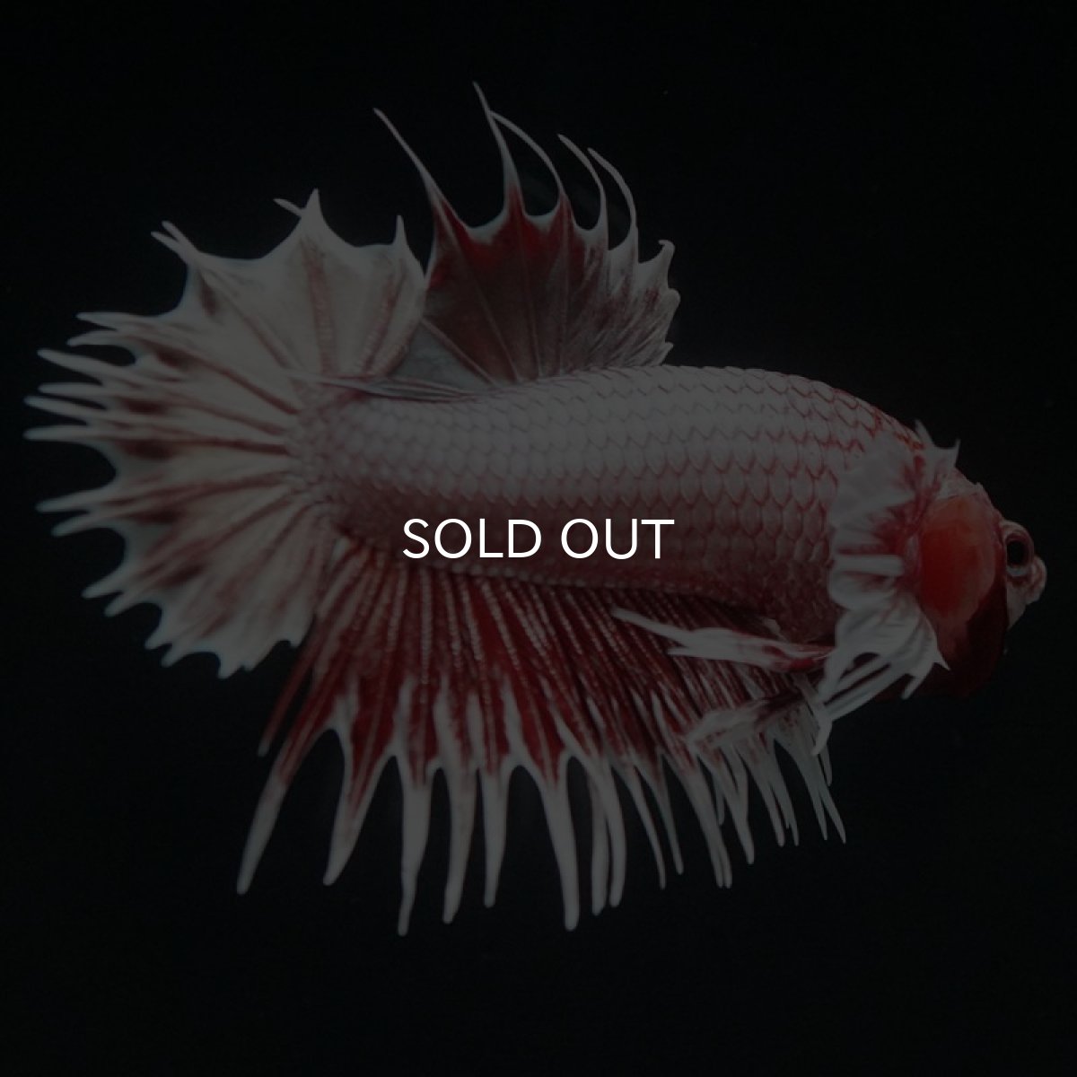 画像9: CTPKダンボ ファンシーレッド (9)