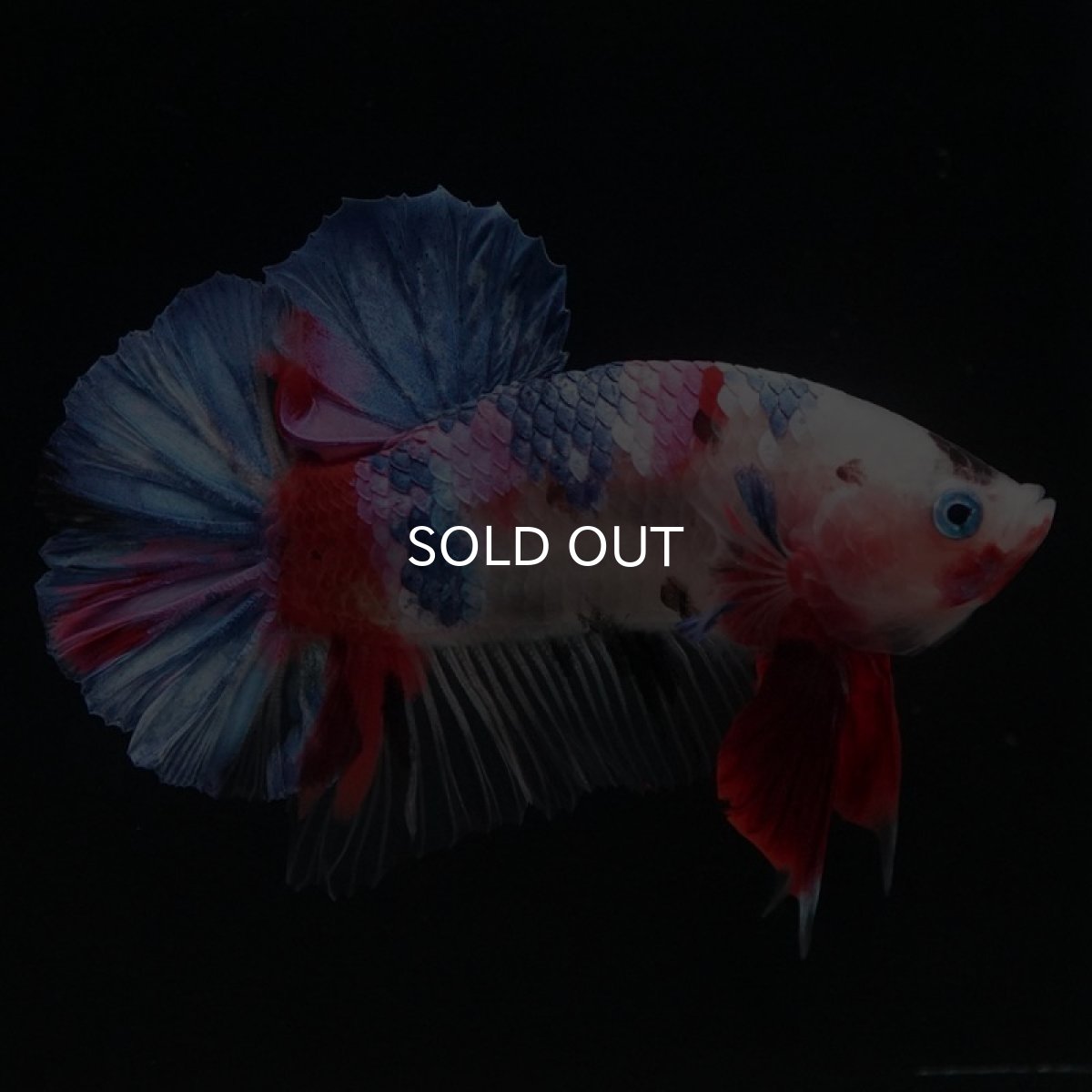 画像5: HMPK　ファンシー (5)