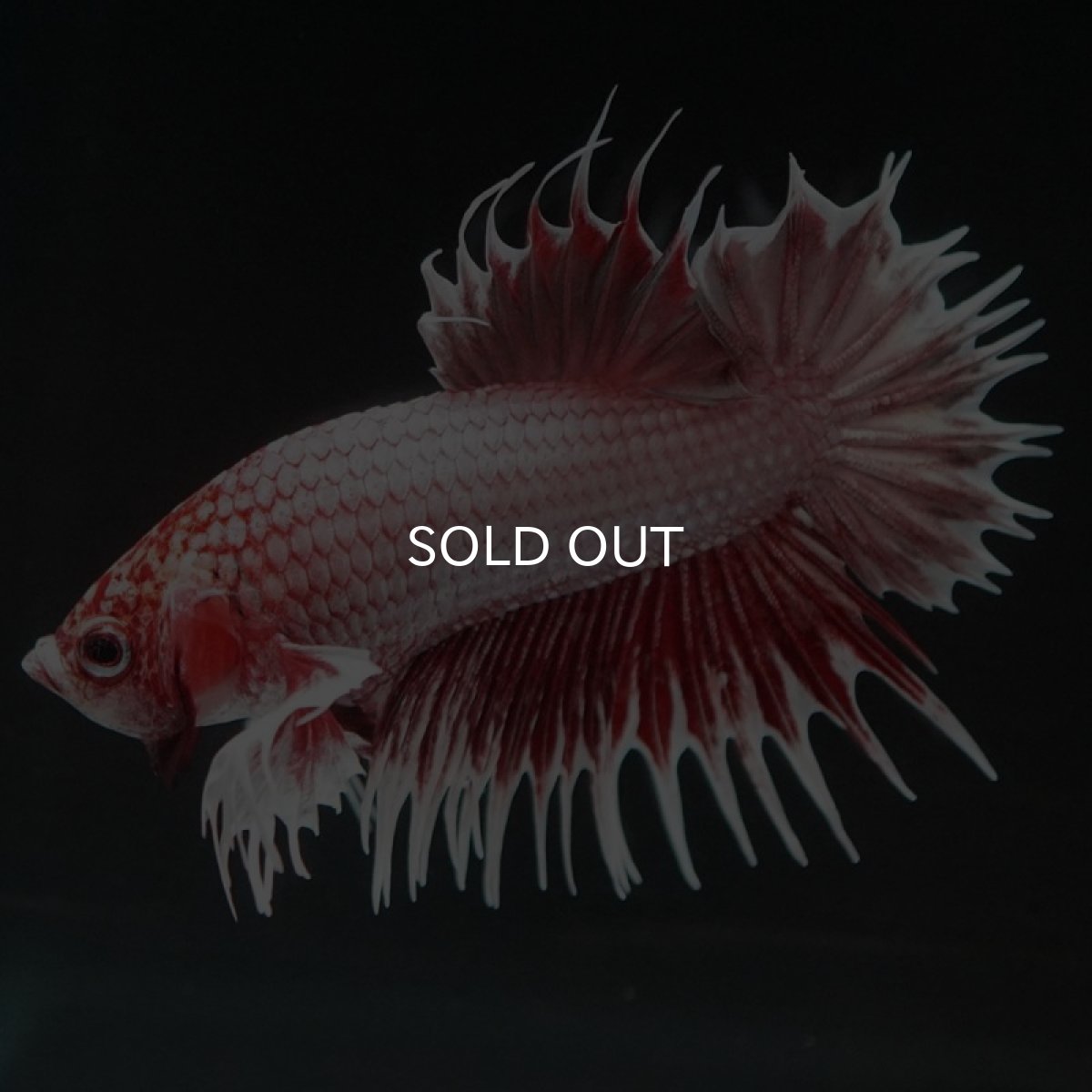 画像2: CTPKダンボ ファンシーレッド (2)