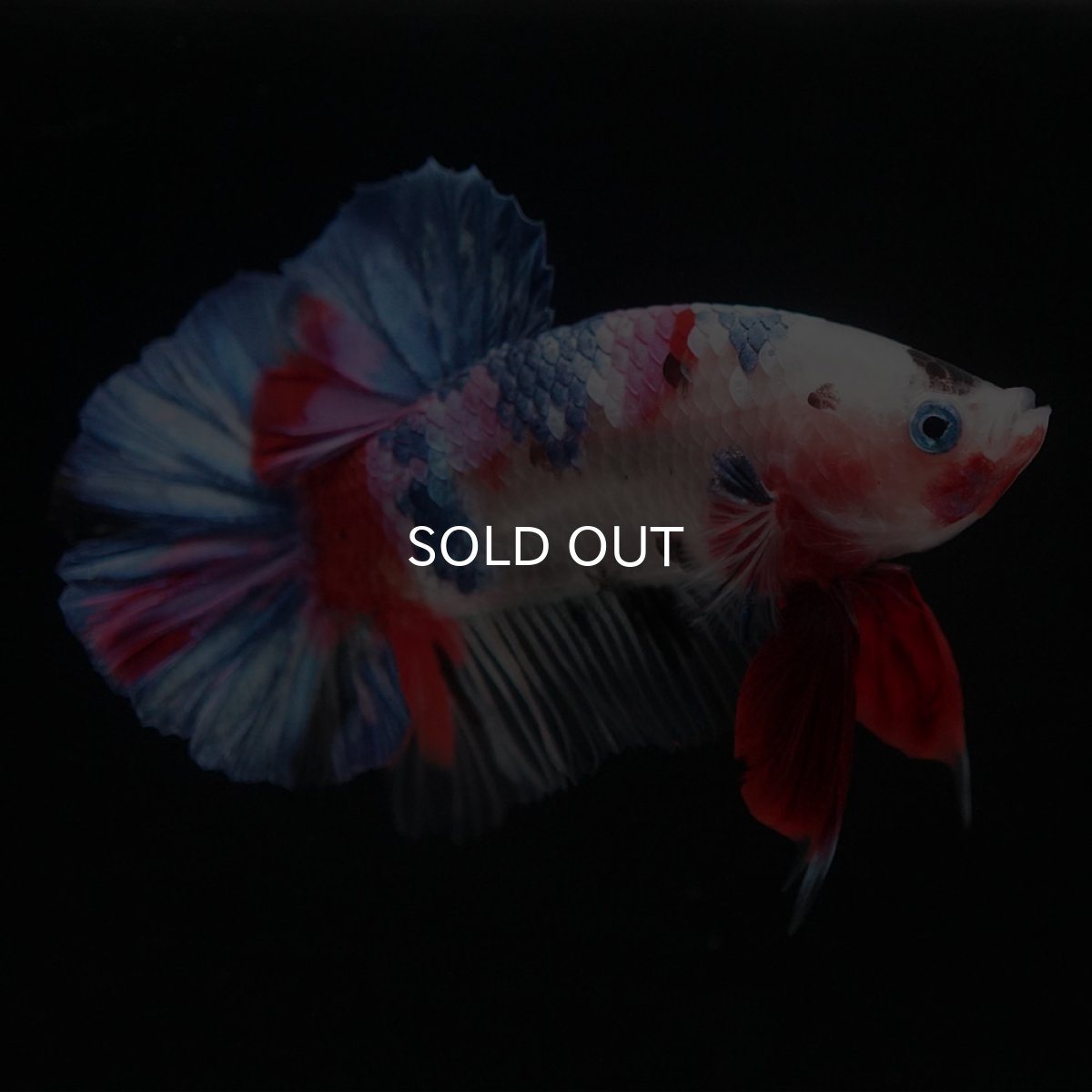 画像3: HMPK　ファンシー (3)