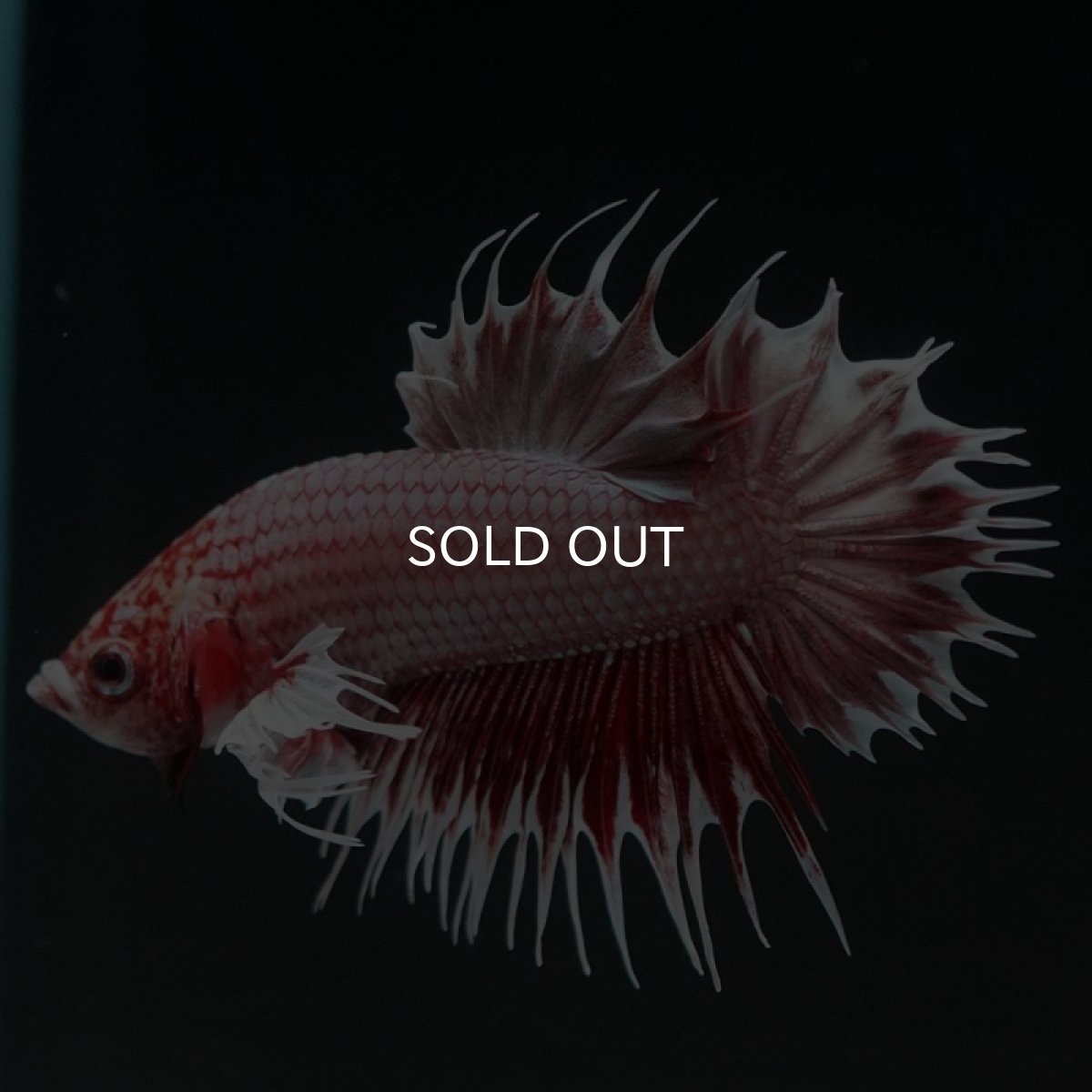 画像4: CTPKダンボ ファンシーレッド (4)