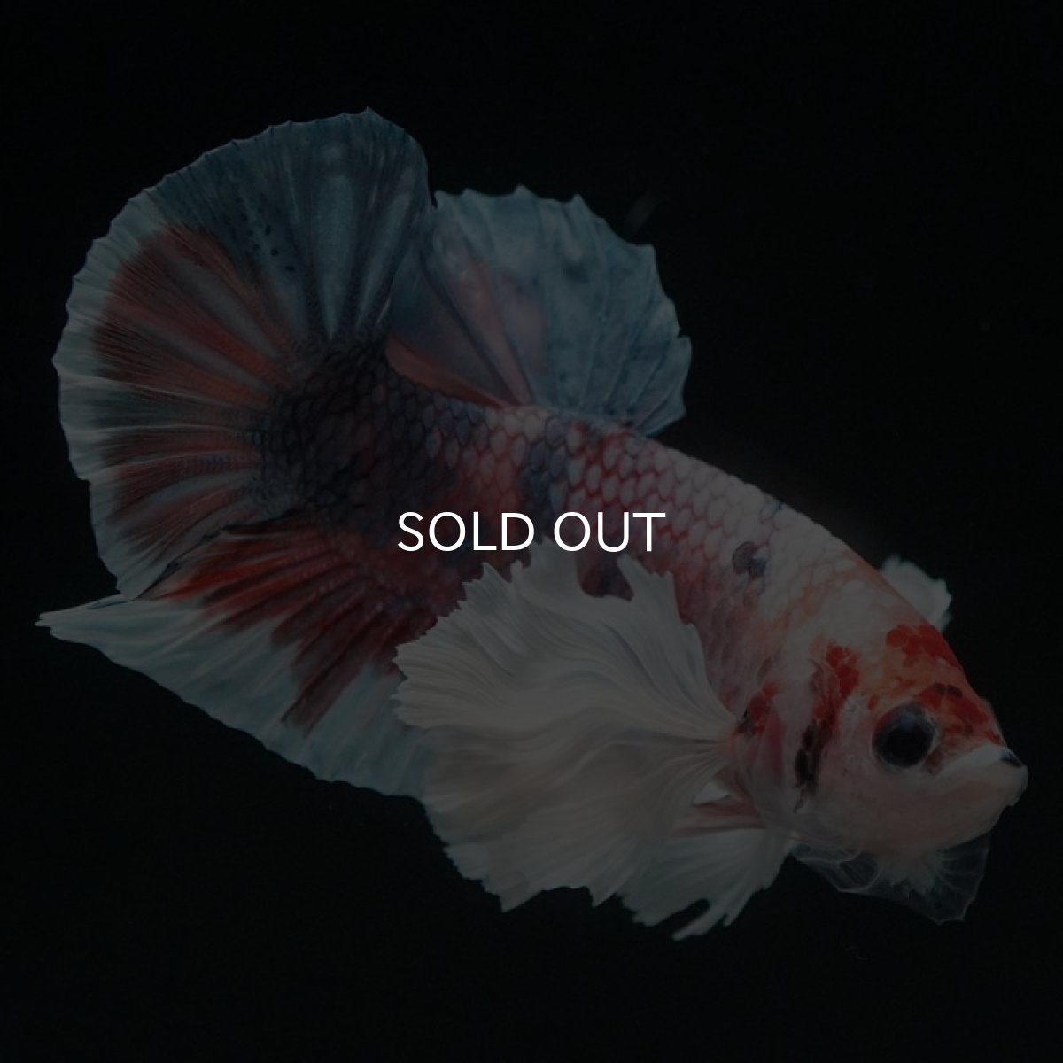 画像2: HMPKダンボ　キャンディ (2)