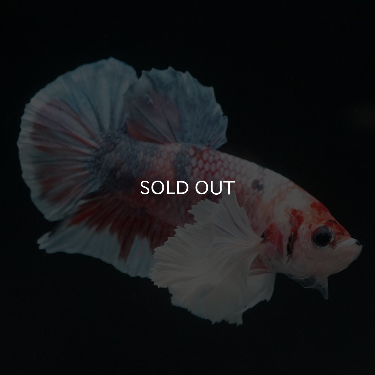 画像4: HMPKダンボ　キャンディ (4)