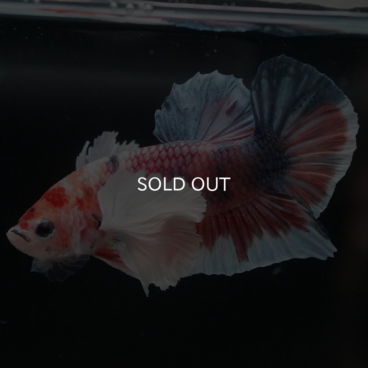 画像3: HMPKダンボ　キャンディ (3)