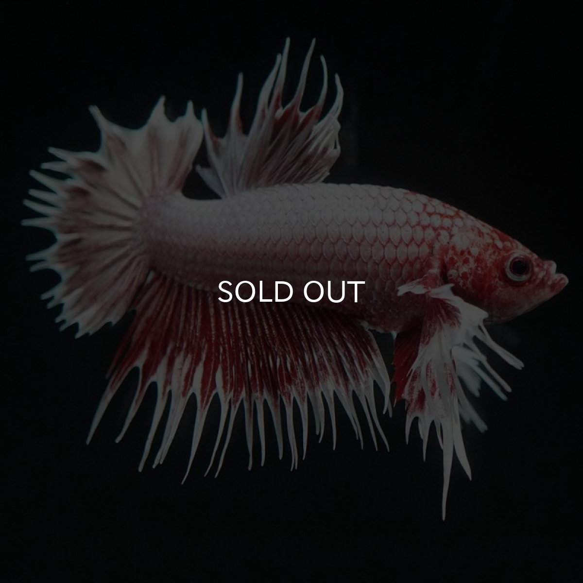 画像5: CTPKダンボ ファンシーレッド (5)