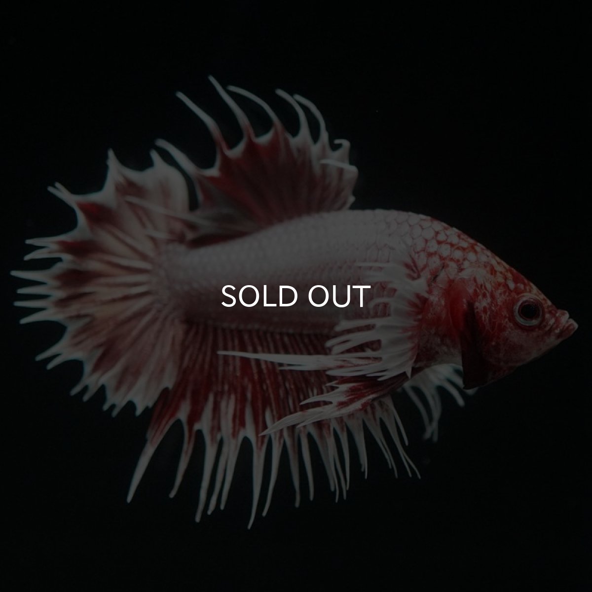 画像7: CTPKダンボ ファンシーレッド (7)