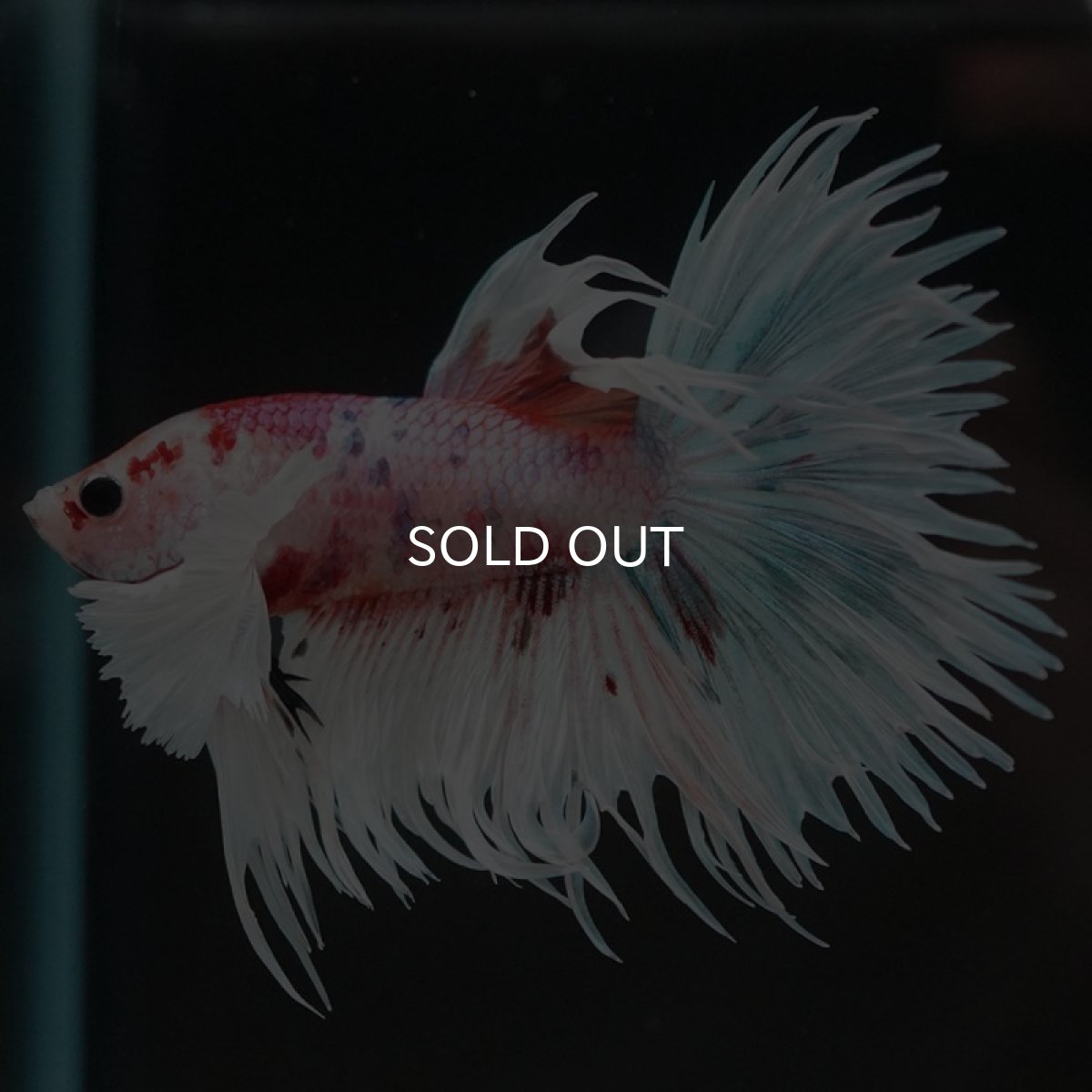 画像3: CTダンボ キャンディ (3)