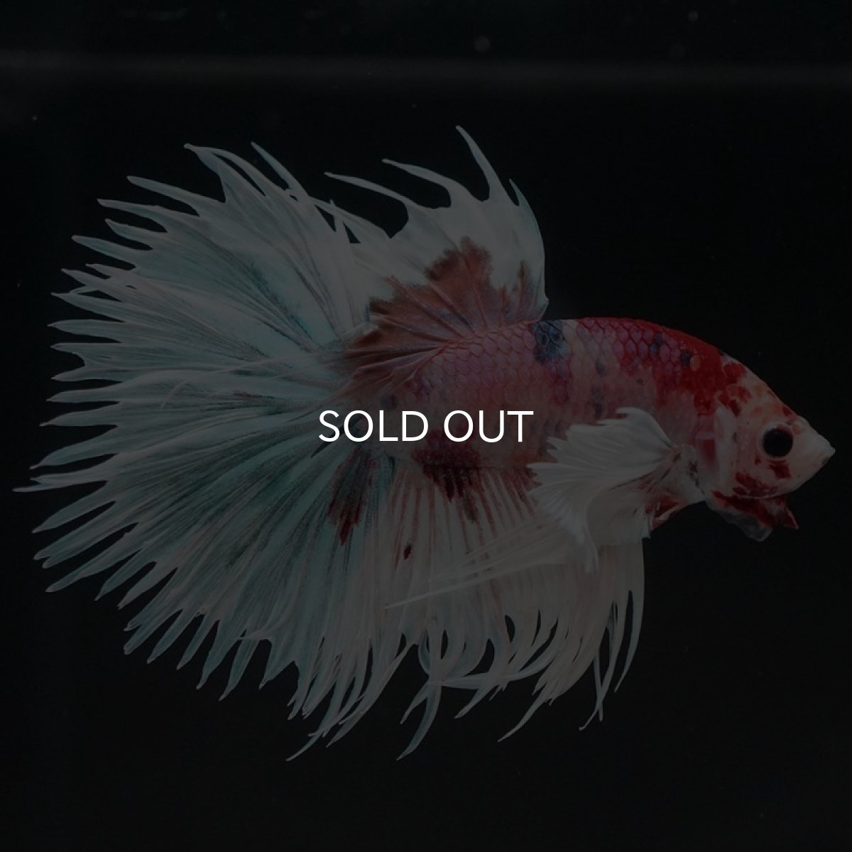 画像6: CTダンボ キャンディ (6)