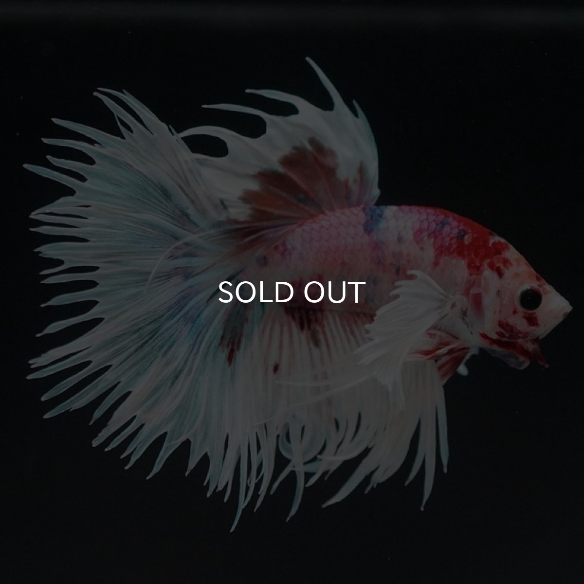 画像2: CTダンボ キャンディ (2)