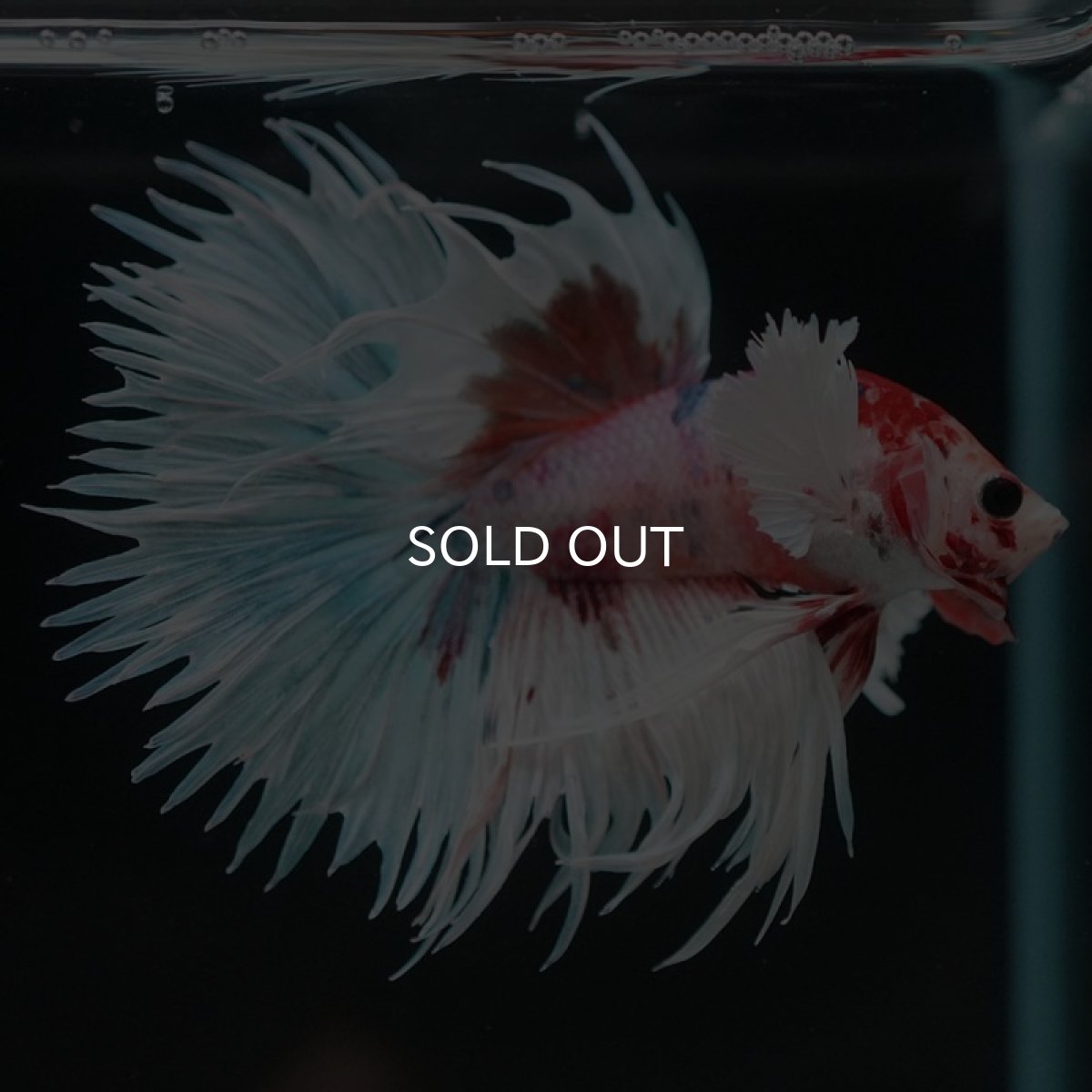 画像5: CTダンボ キャンディ (5)