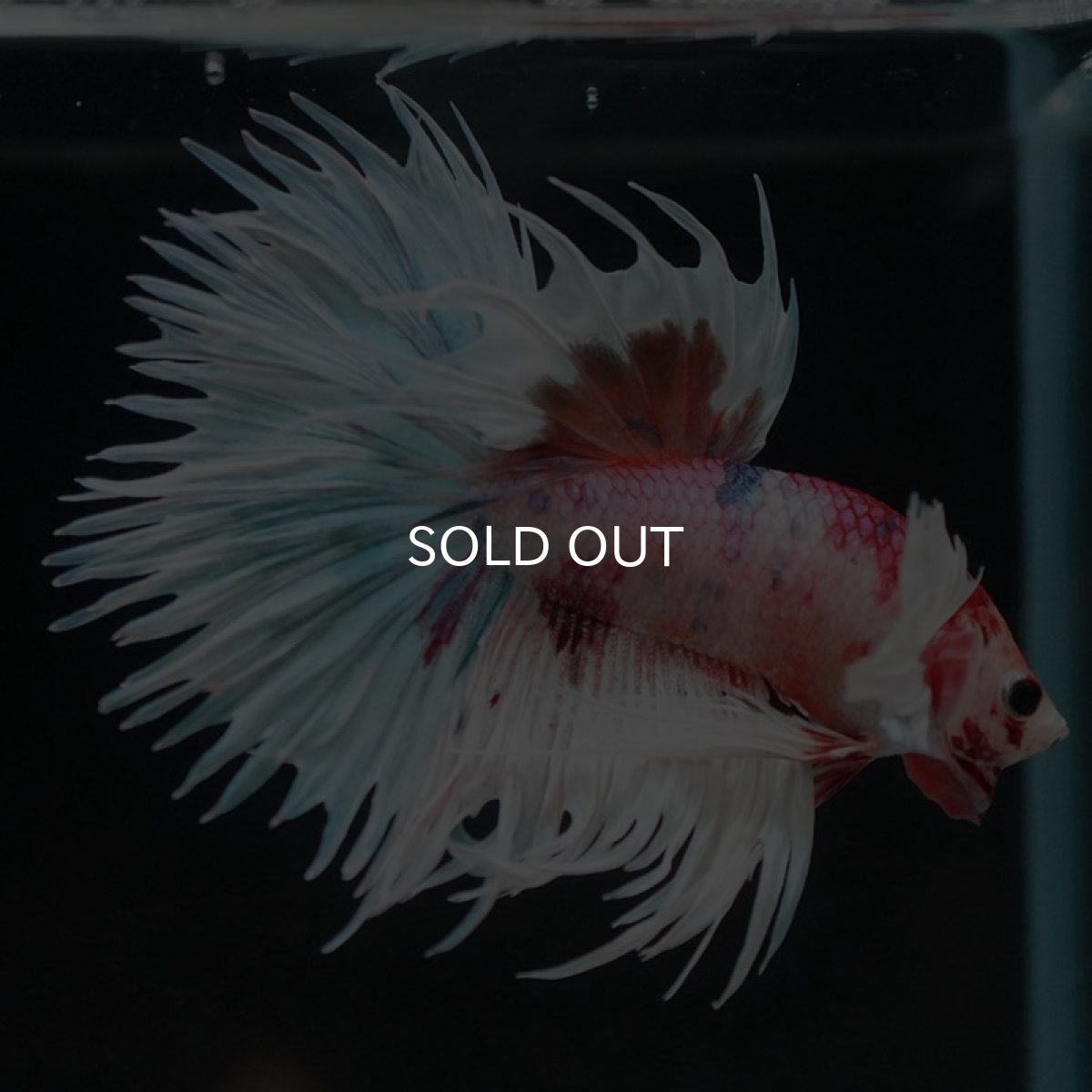 画像4: CTダンボ キャンディ (4)