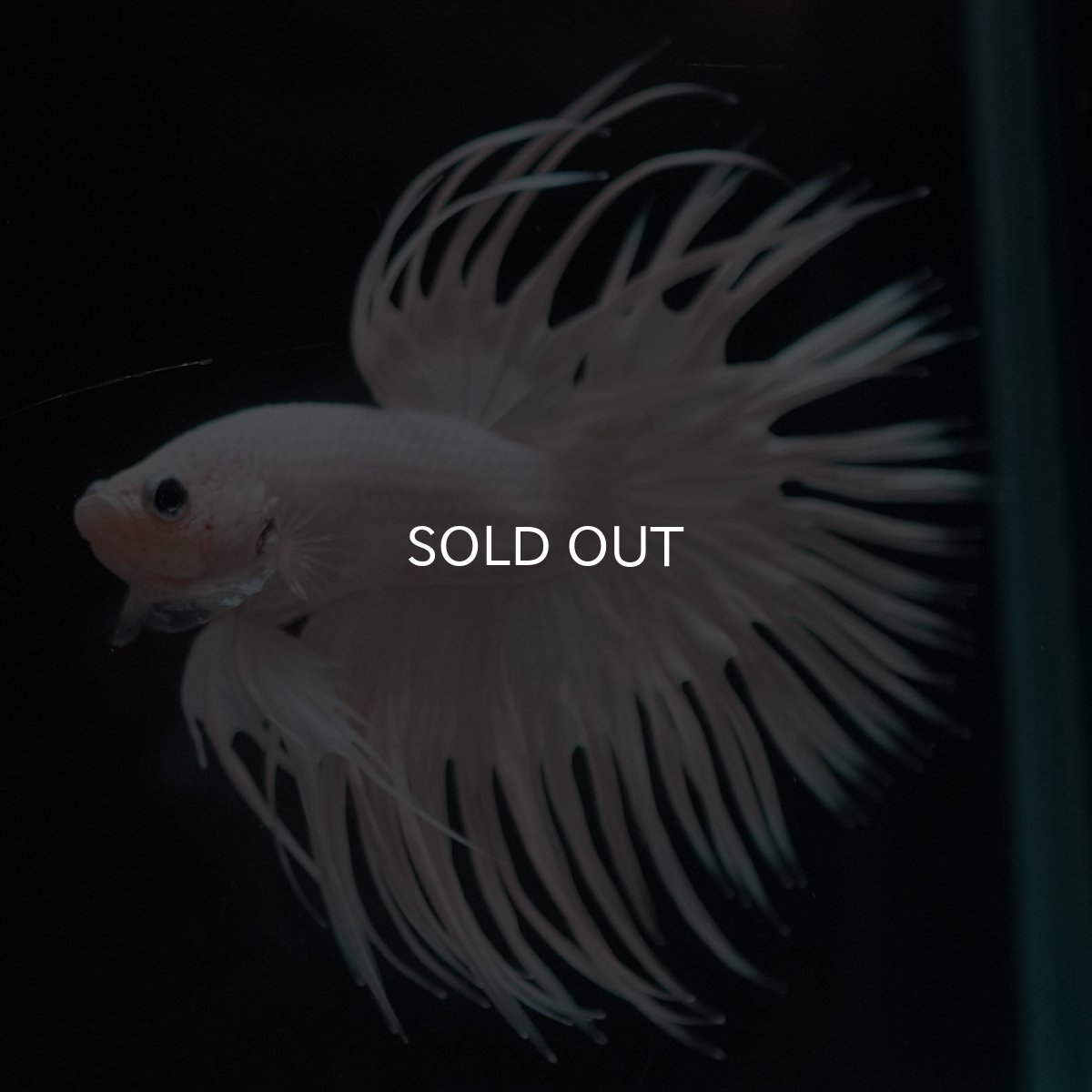 画像3: CT ホワイト (3)