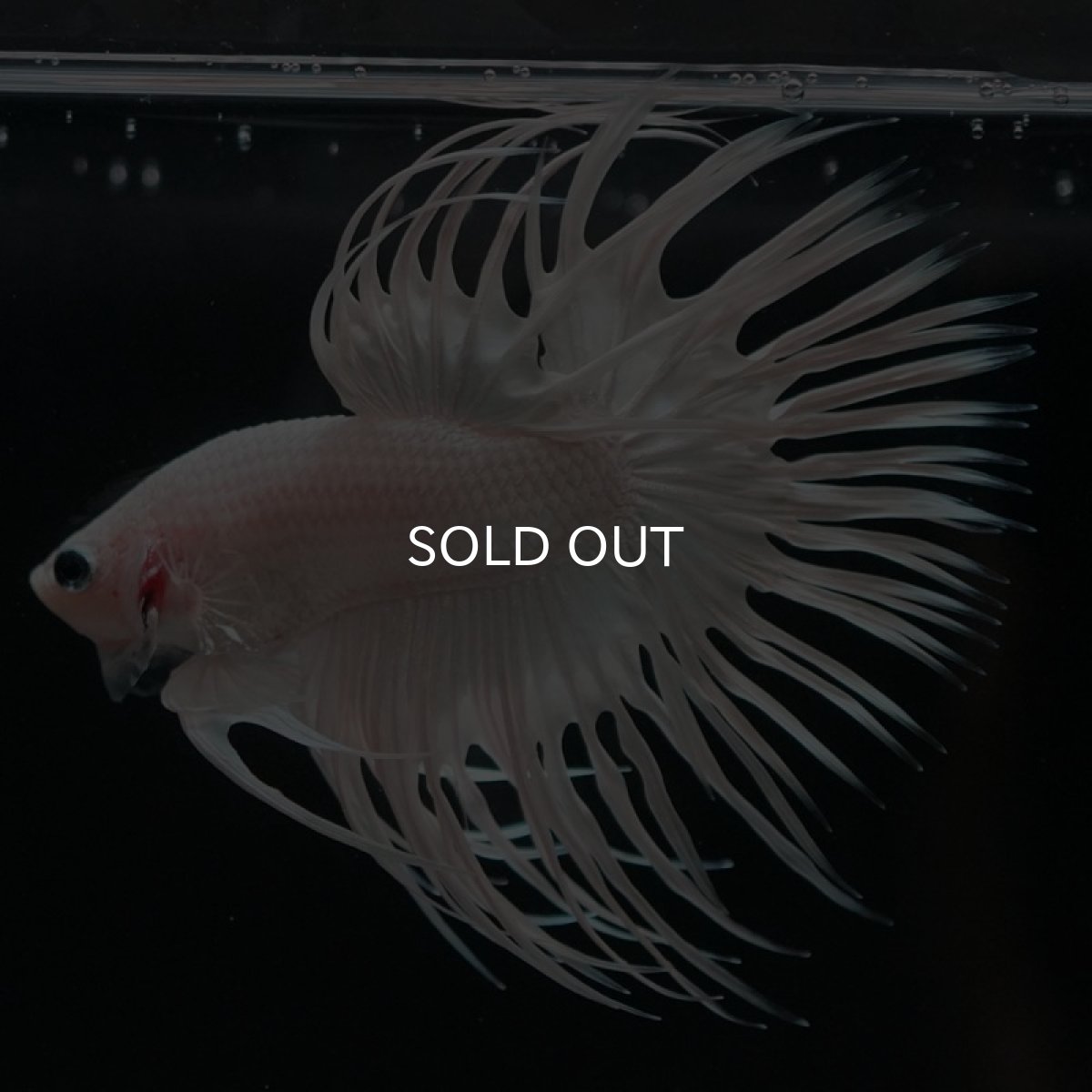 画像5: CT ホワイト (5)