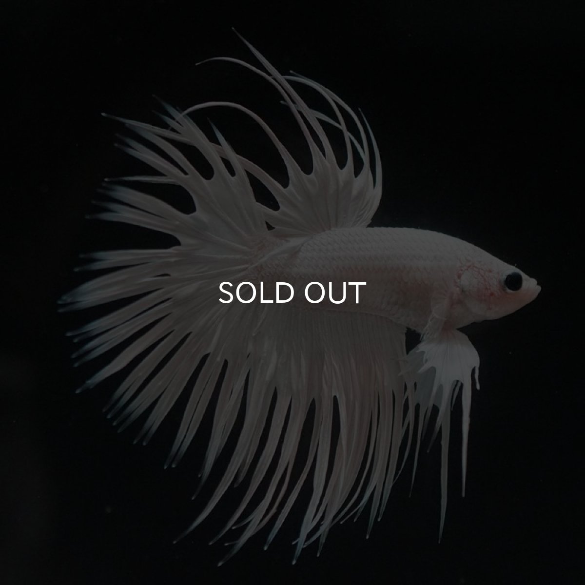 画像4: CT ホワイト (4)